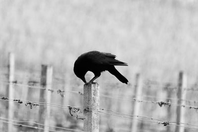 栖息在白色木柱上的黑鸟